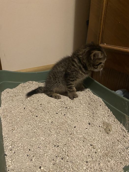 Donez 4 pui de pisica+mama. GRATUIT