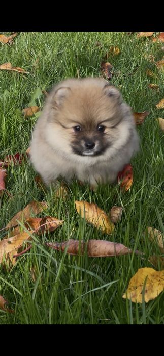 Померан померани