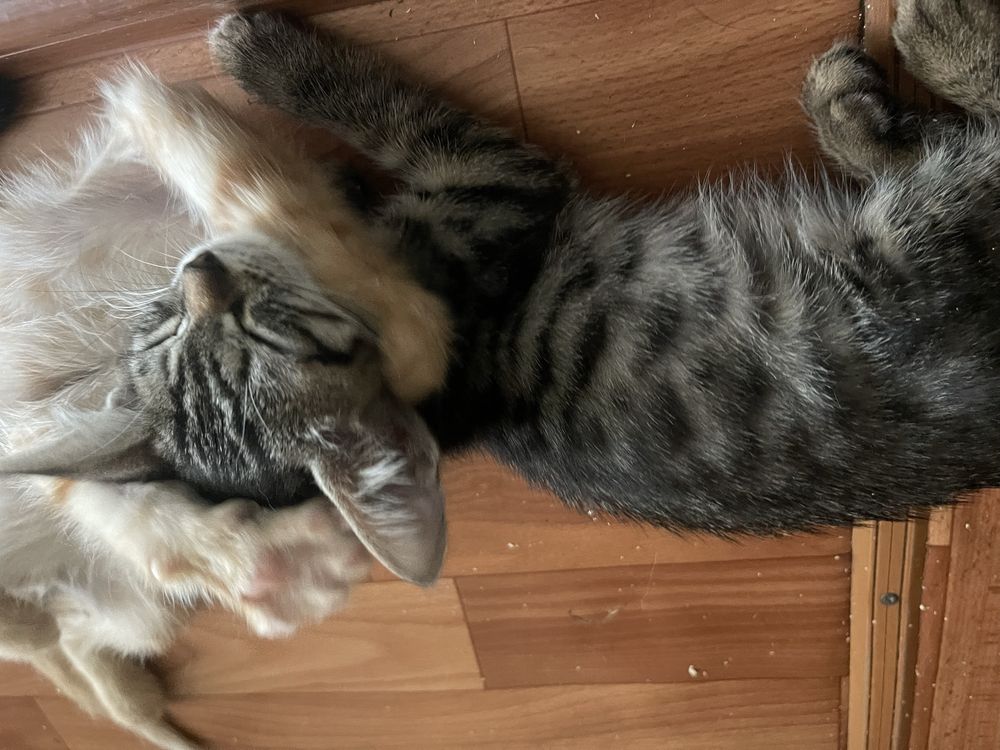 Раздаю котят и кошку