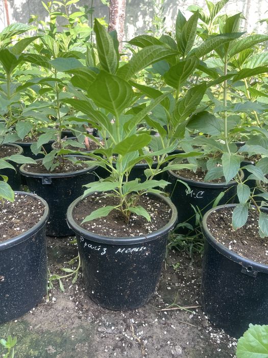 Гортензии в продаже четырех литр. горшке по сто пятесят тыс сумм