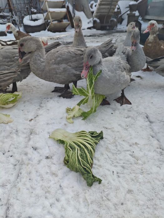 Продам индоуток Лаванда!