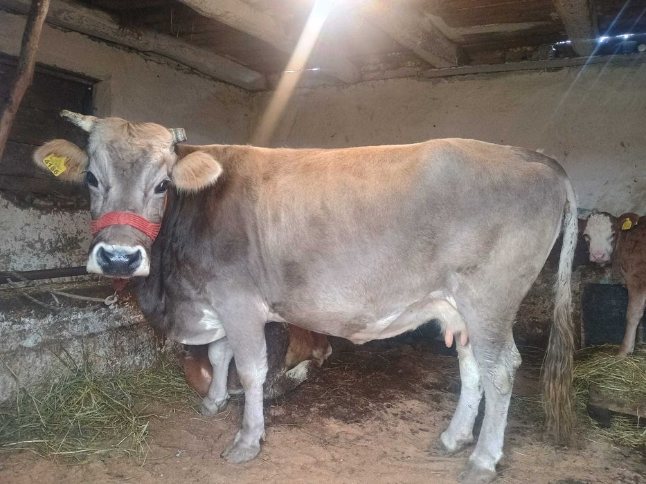 Vând o vaca bruna de Maramureș 5 ani gestanta in 9 luni