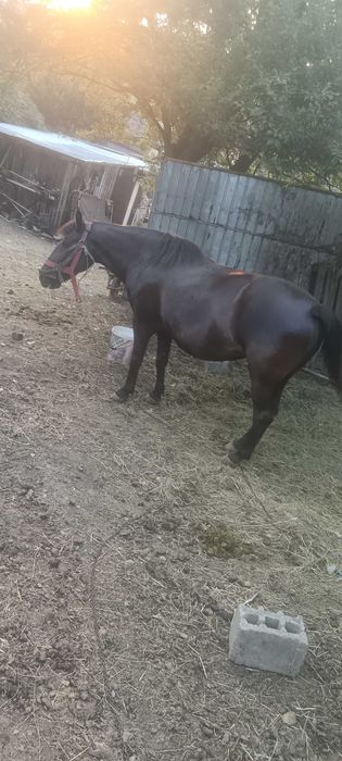 Vând iapă mai multe detalii la telefon