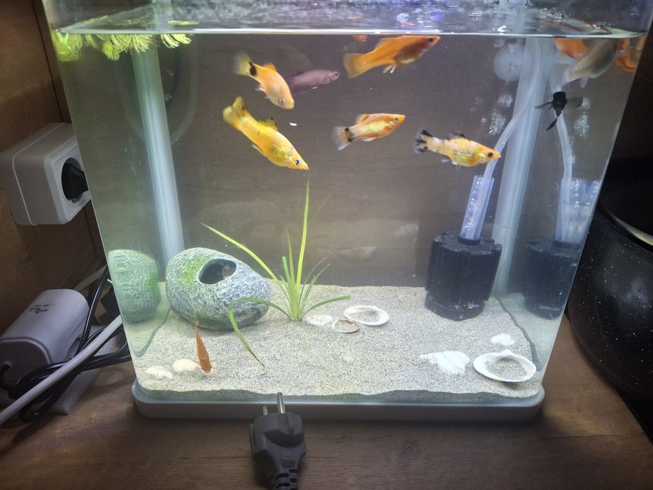 11шт рыбки аквариумные