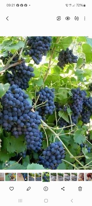 Struguri Izabella pentru vin