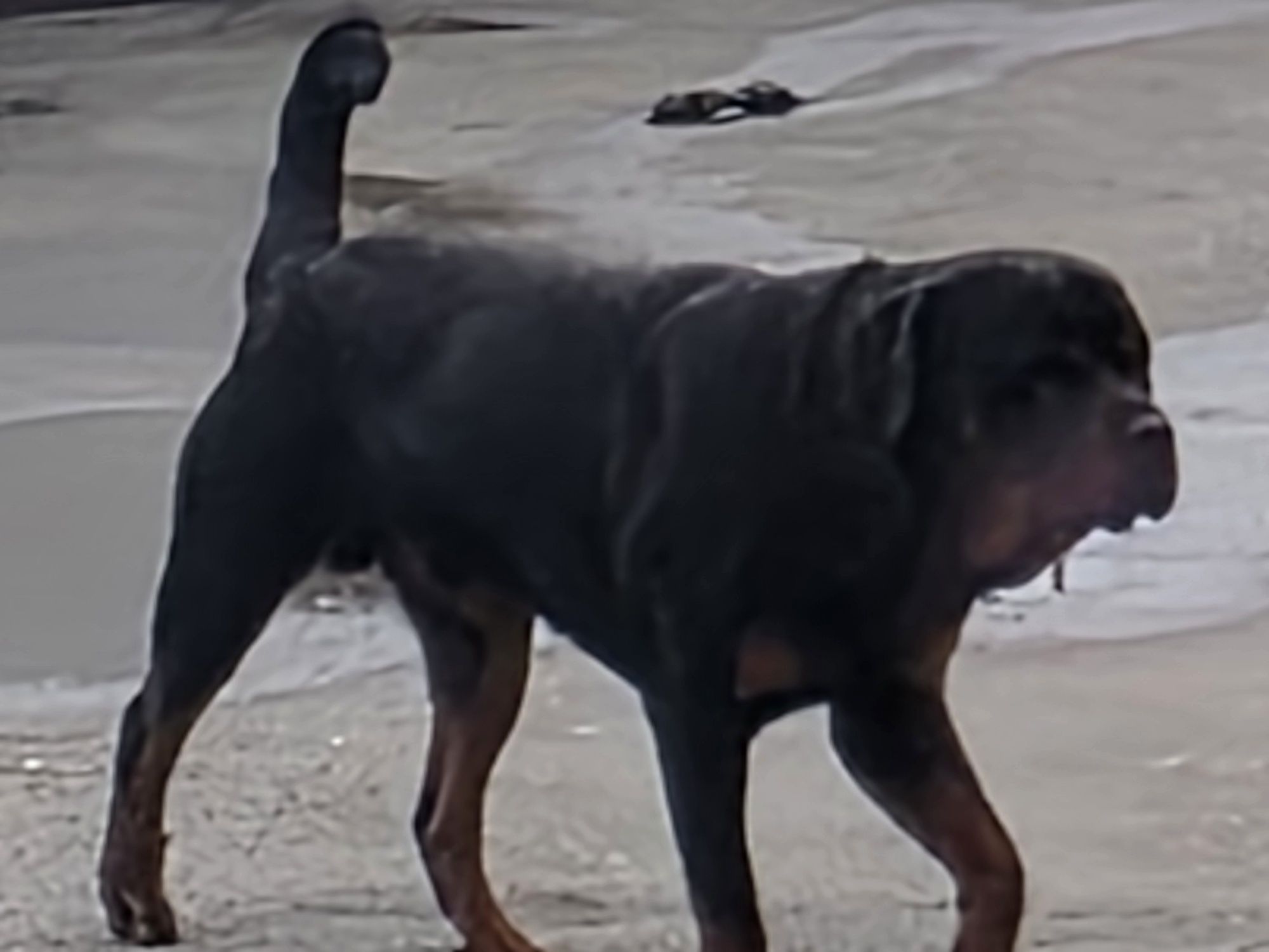 Mascul Rottweiler talie mare!