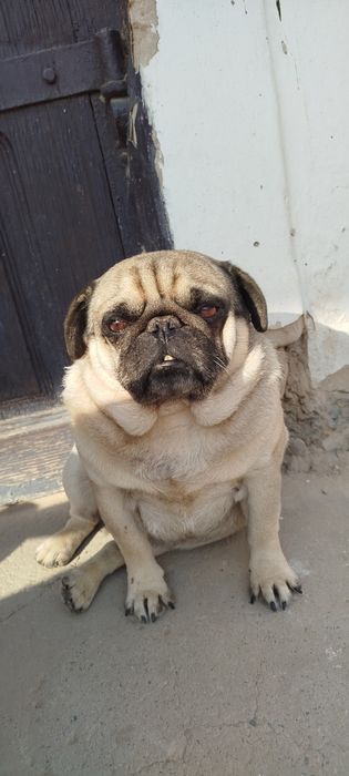 Ийт сатылады . Аты Бакс.