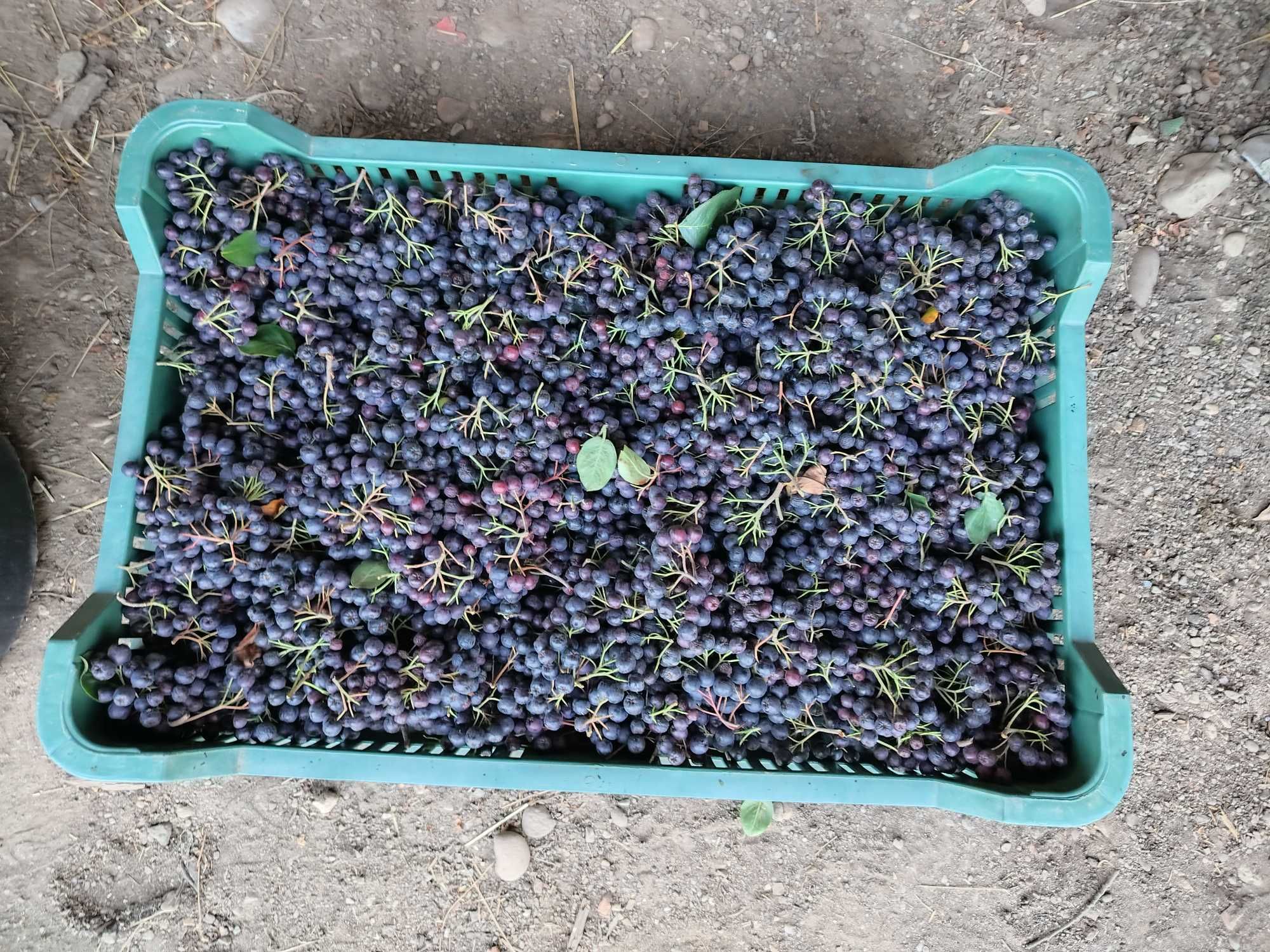 Vand aronia      .