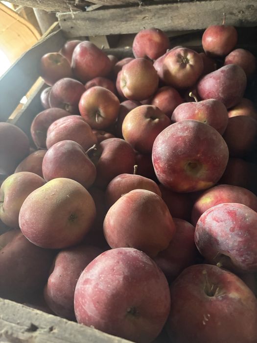 Продам яблоки золотой и американка