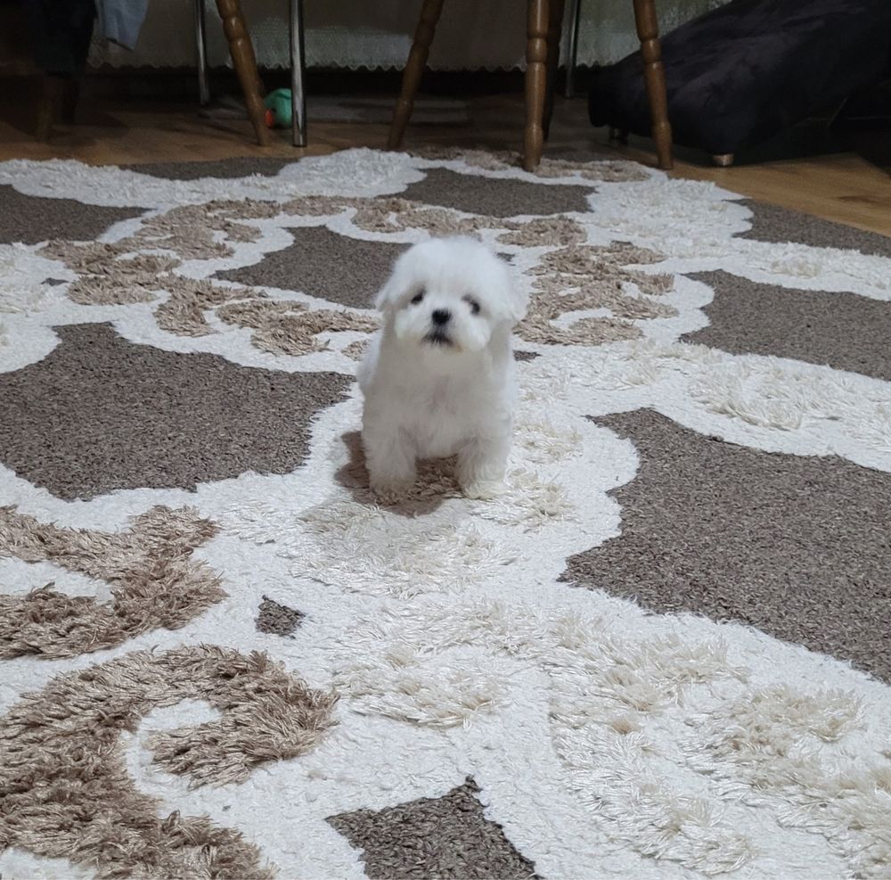 Bichon maltez toy