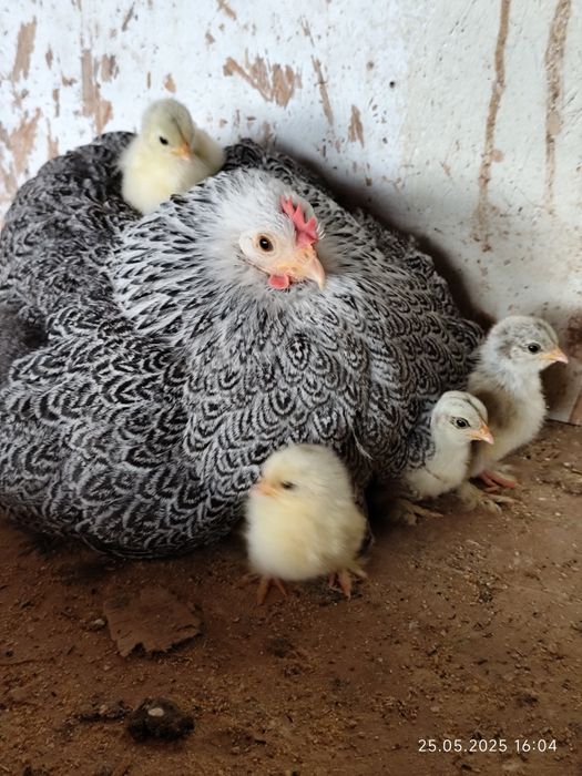 Găini cochinchina pitic herminat închis