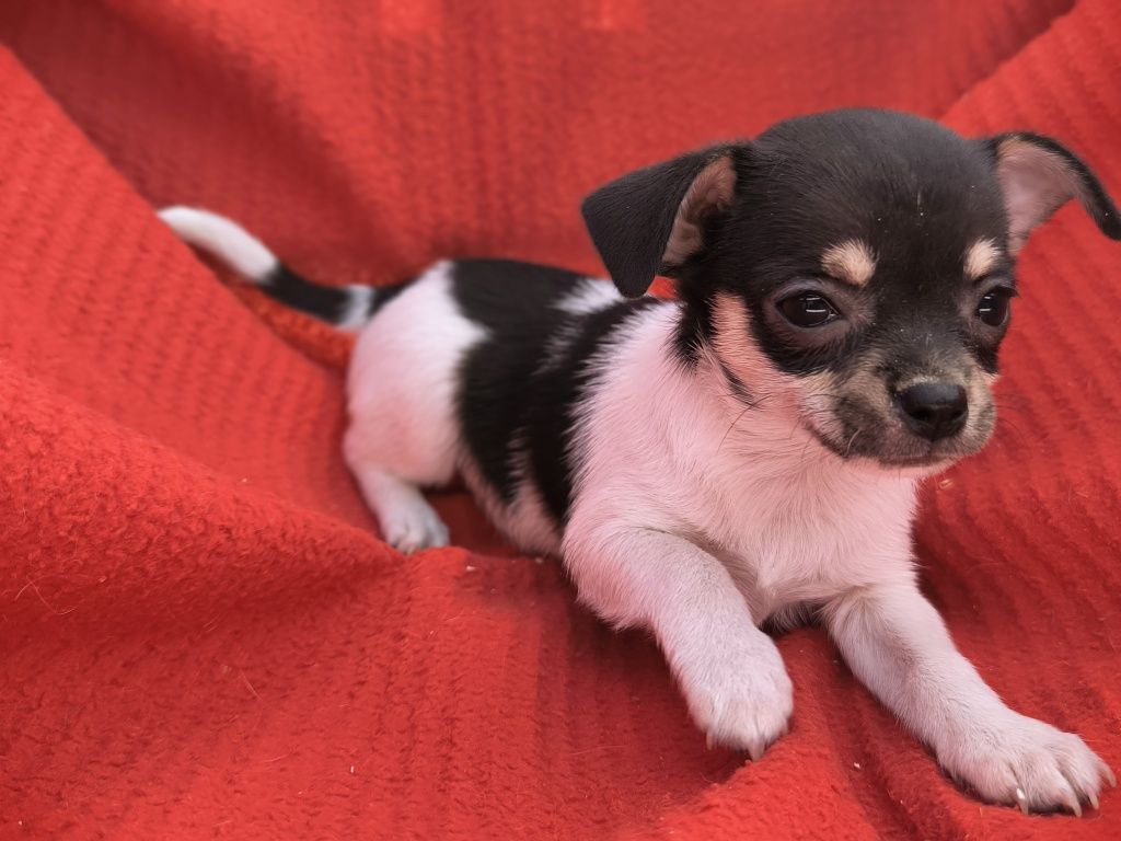 Vand baietel Chihuahua mini tricolor