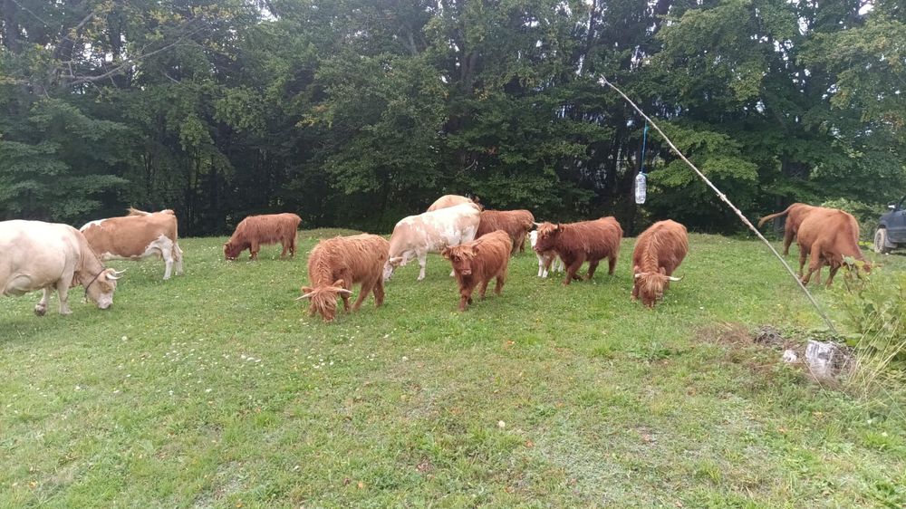 Vând Vaci și Viței