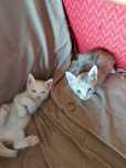 Ofer spre adoptie doua pisicute adorabile