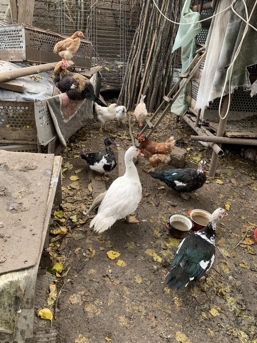 Vand rate mute ( lesesti )