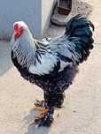 Vănd un cocoș brahma herminat închis