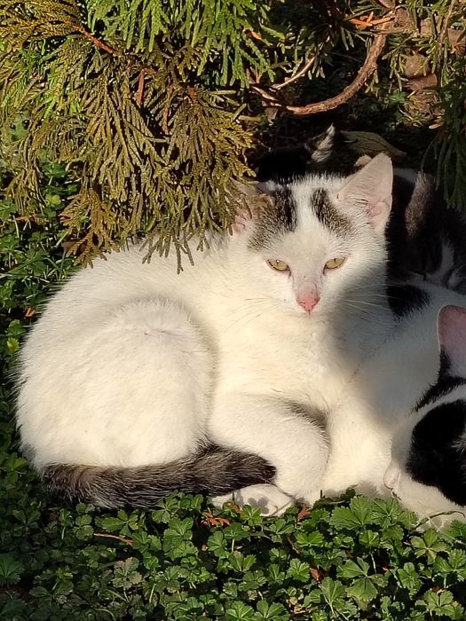 Adopții pisici Bucuresti