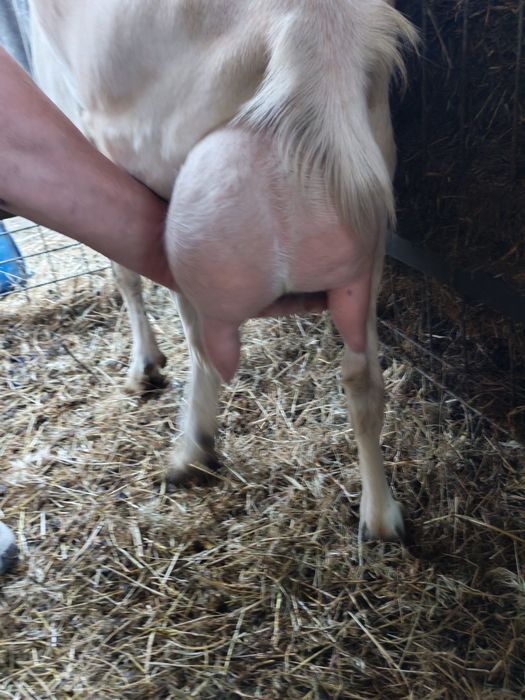 Capre bune de lapte și țap bun pentru montă