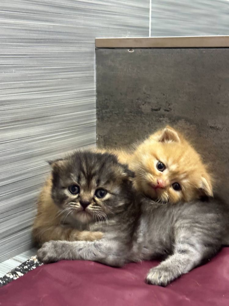Mushuk bolalari 3dona bor oladiganla tel qilsin toza parodali mushukla