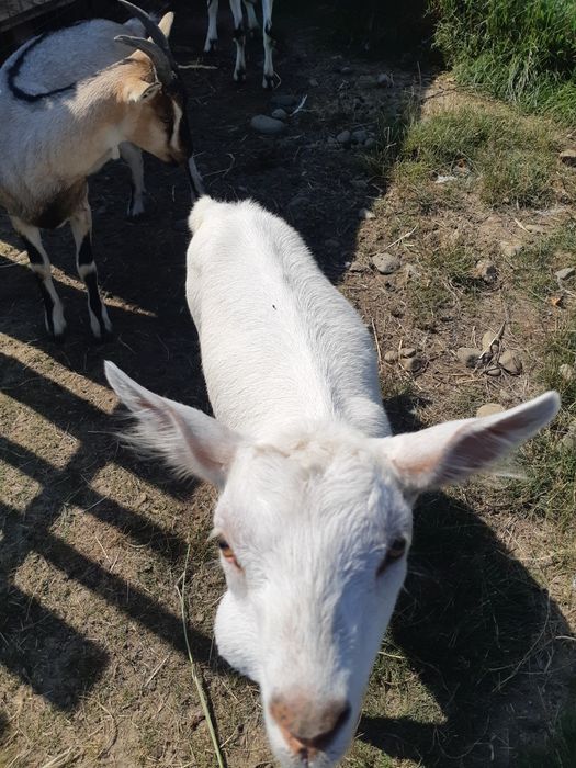 2 iedute de vânzare