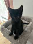 Dau pisoi de 4 luni urgent inspre adoptie