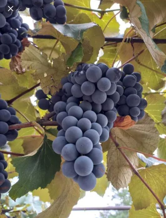 Nuci Chandler Prun.Aluni Nuci.Meri.Ciresi.Paulownia.Aronia.Tei Mur.Soc