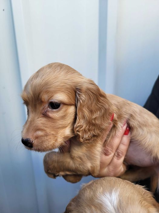 Продавам кокер шпаньол