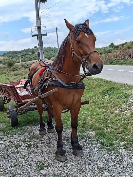 Vand iapa de 4,5 ani gestanta in 3,4 luni