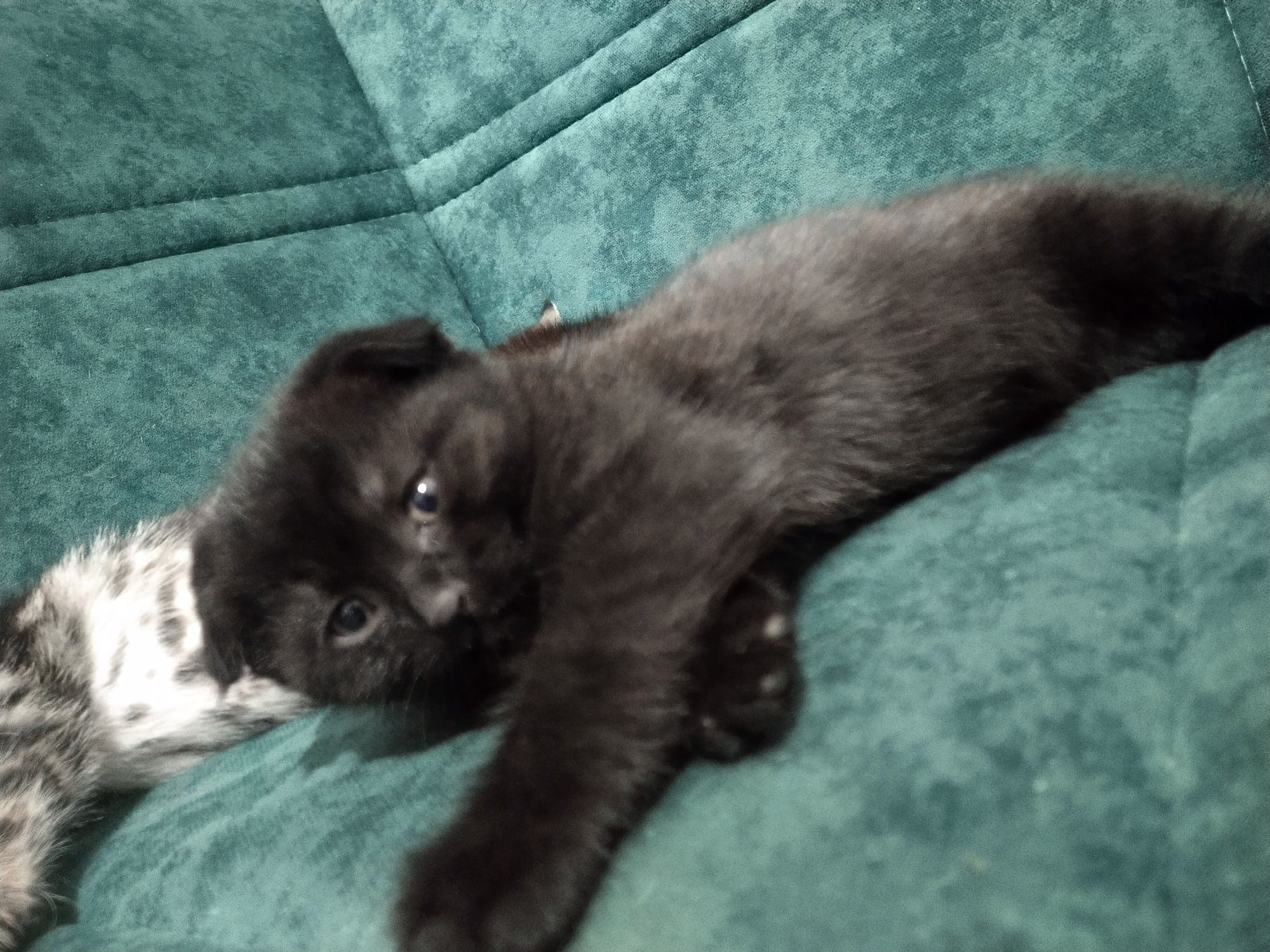 Шотландский котик
