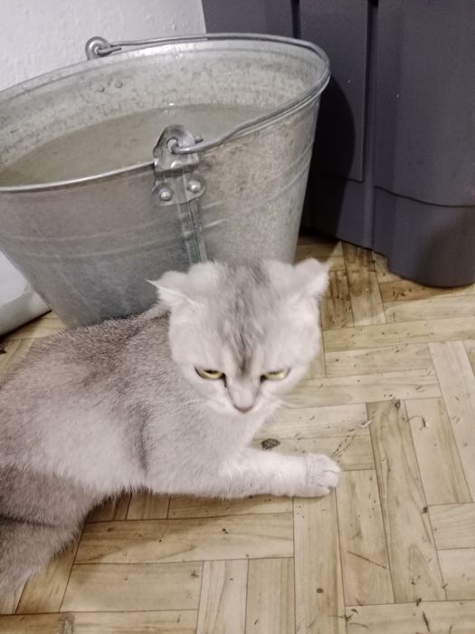 кошка шатлантски