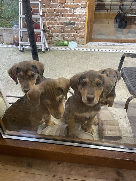 Подарявам малки ловни кученца