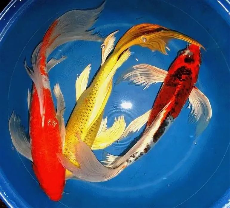 Карпы кои 35-40 см