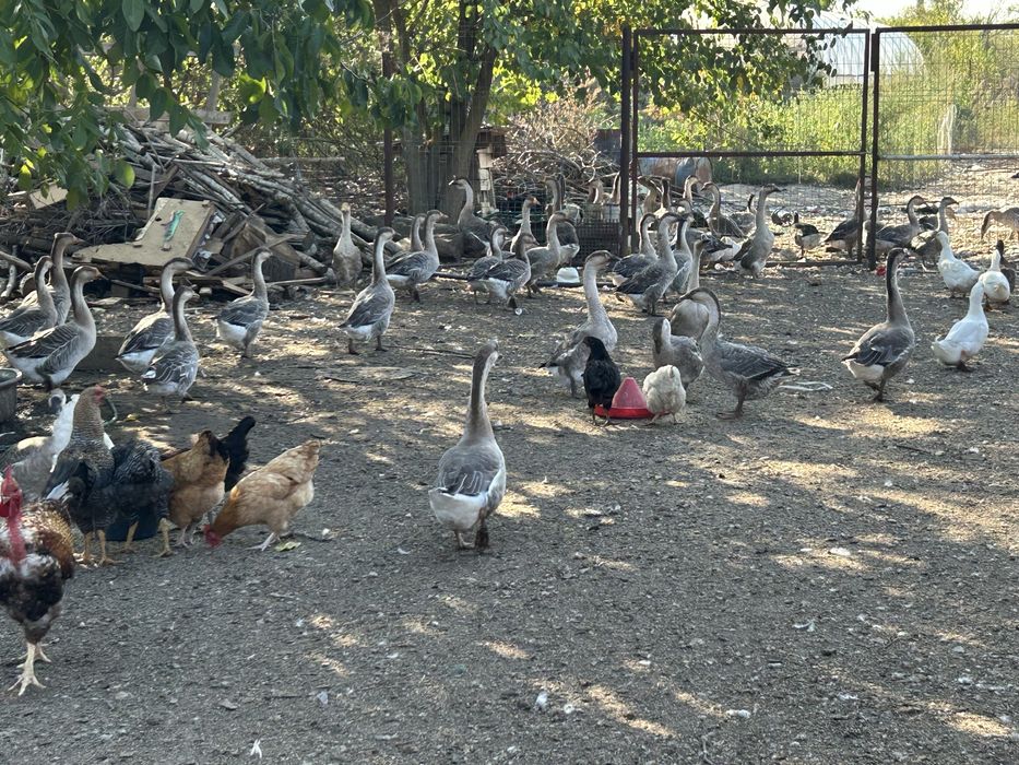 Pasari de curte , gaste , rate si gaini