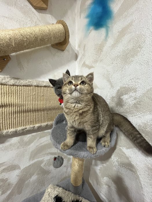 British Shorthair golden fetita