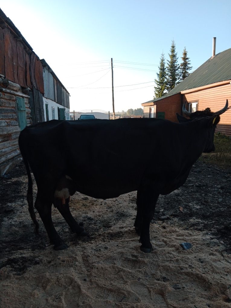 Продам молочную, дойную корову