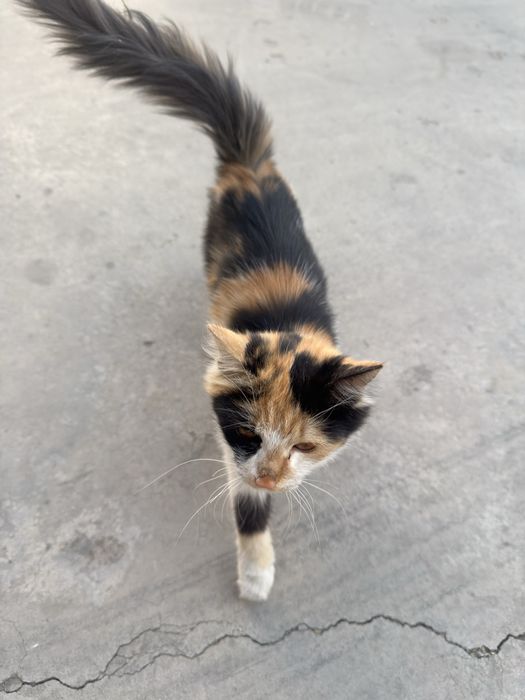 Mushuk кошка tekin