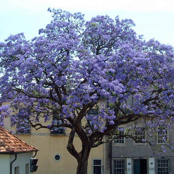 Puiet Paulovnia-arborele printesei Salcie creata plangatoare
