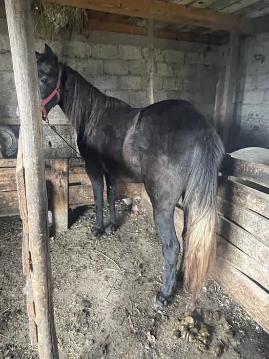 Vand manza 3 ani si un armasar sur 7 ani