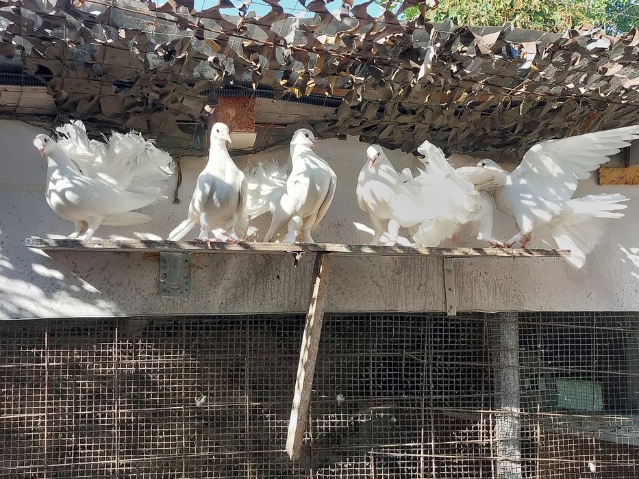 De vânzare, Porumbei  Voltati Indieni 50 roni  buc