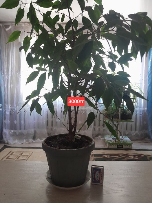 Продам Фикус комнатный
