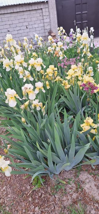 Rang barang gulsapsar (iris)