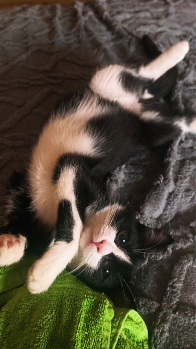 Котенок (мальчик) КАСТРИРОВАН