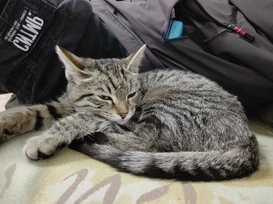 Отдам кошку в хорошие руки.