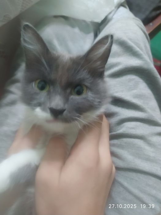 Продам кошечку. 4 месяца. Очень ласковая и добрая. Зовут Муся.
