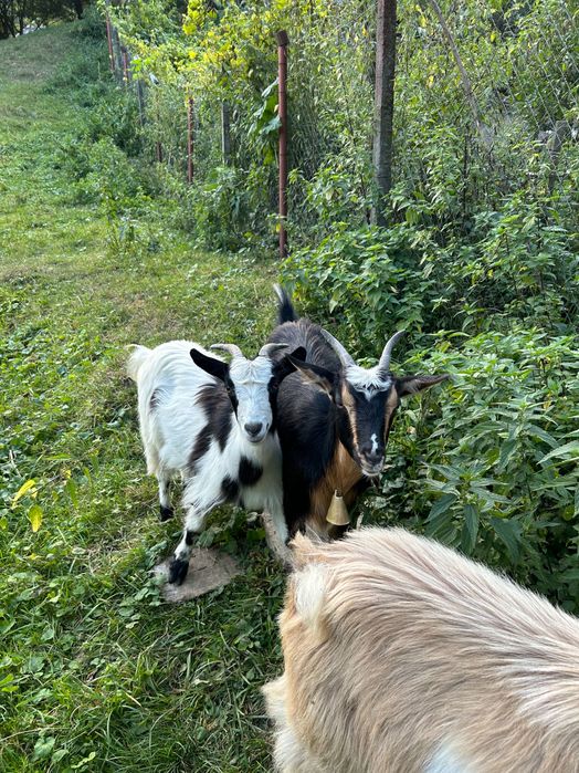 Vând 4 iezi frumoși