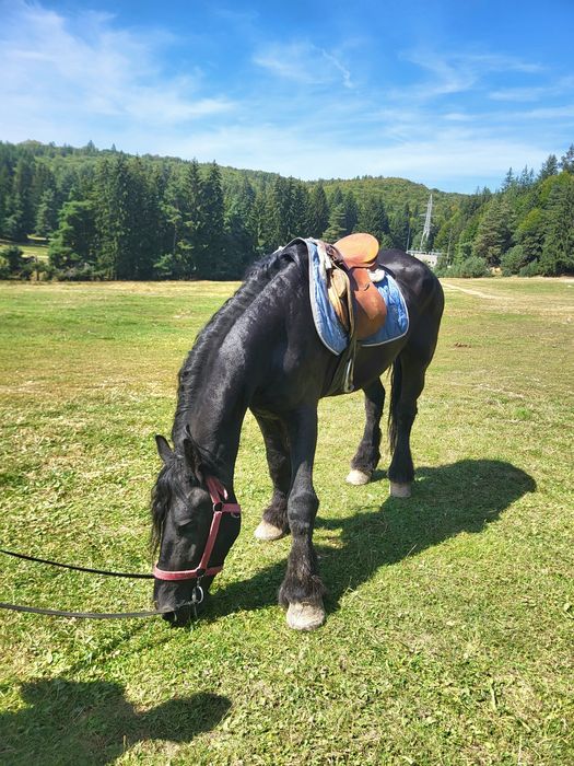 Armăsar Friesian de vânzare . 
Are dresajul efectuat pentru trăsură și
