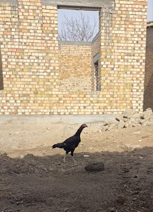 Зотли хуроз, товукларни, тухуми сотилади