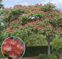 Albizia ombrella