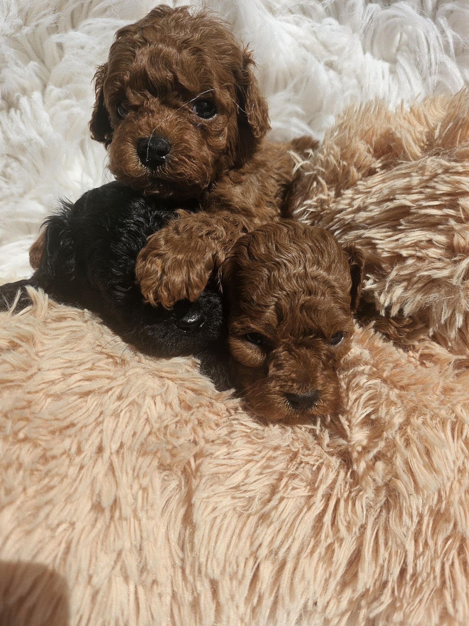 Пудел той/100%Toy poodle 100 % с родословие