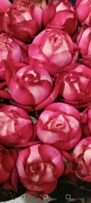 Кафолатлик Асартимент Атиргул Кучатлари СОТИЛАД